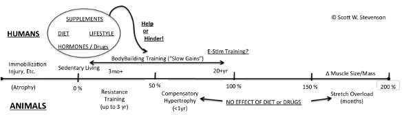 Overview of Muscle Growth due to Resistive Overload in Animals and Humans