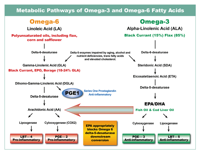 Essential-fatty-acids-metabolic-map