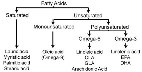 Types-of-Fatty-Acids